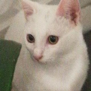 Dam Aill Développeur C++