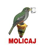 MOLICAJ