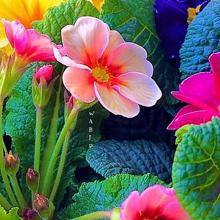 Noé Sanga Assistant virtuel