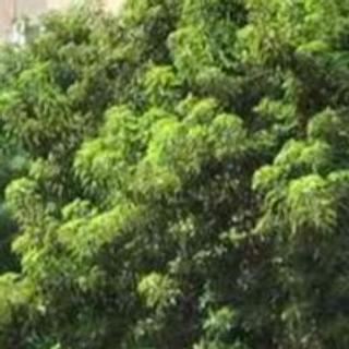 Ryad Saidi Rédacteur web