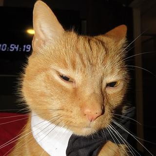 Mathis Chapeau Développeur React