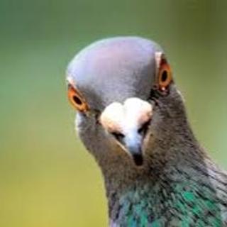 Théo Morio Développeur JavaScript