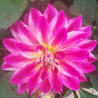 emmastella Correcteur