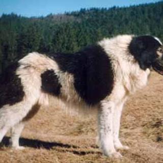 Daniel Tirrier Graphiste spécialisé en création de logo