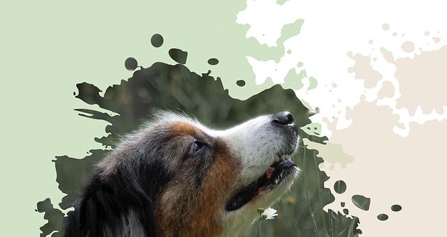 Flyers pour une photographe animalier par locatoyag