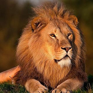 Sonia_S Assistant virtuel