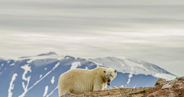 Arctique par Quentin Crestinu