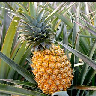 Nidhal Sid-Ahmed Développeur de jeux vidéo