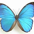 Morpho Agence d'assistants virtuels