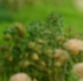 Maëlle Graphiste/Webdesigner Développeur web