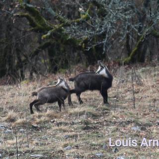 Louis Arnould Photographe